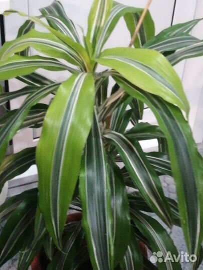 Комнатные растения Драцена