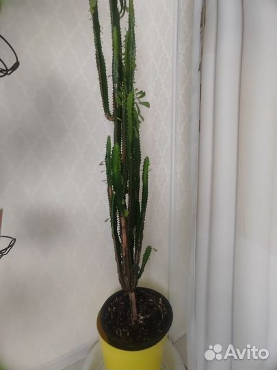 Молочай трехгранный