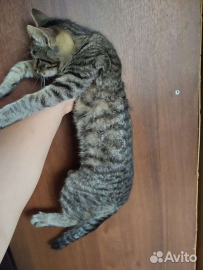 Котята подростки