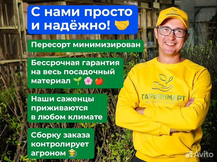 Малиновое дерево. Саженцы оптом