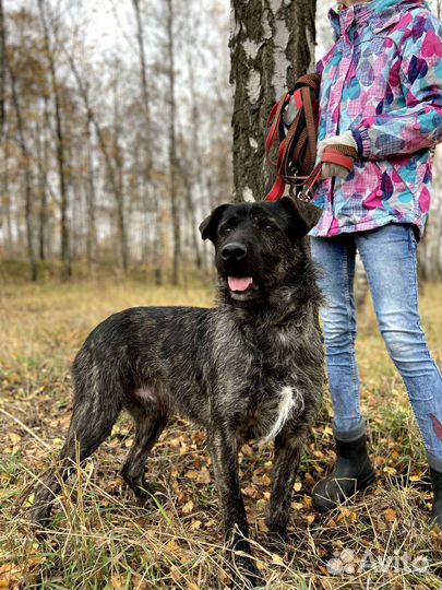 Терьеристая собака из приюта в добрые руки