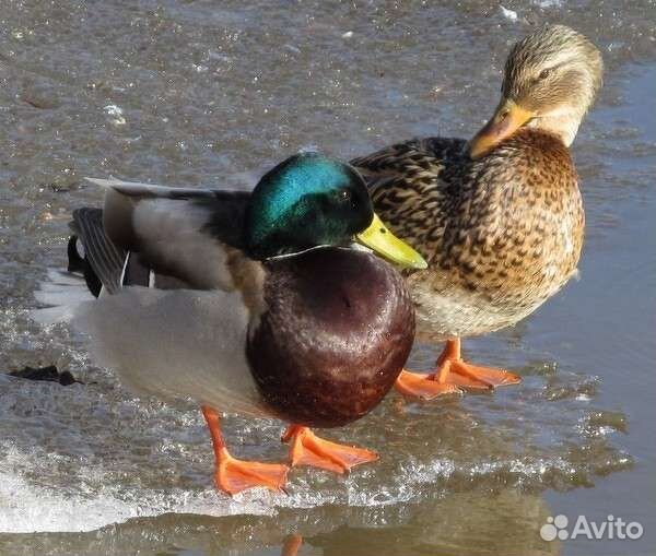 Тушки диких уток