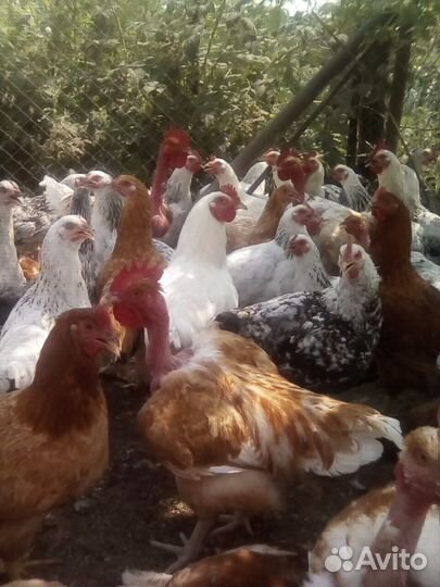 Инкубационное яйцо куриное