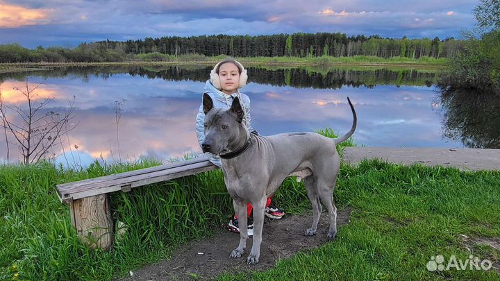 Тайский риджбек