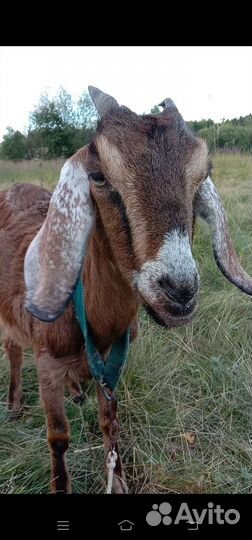 Козел 100 проц англонубийский