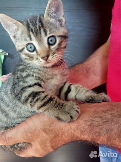 Котята в добрые руки, бесплатно