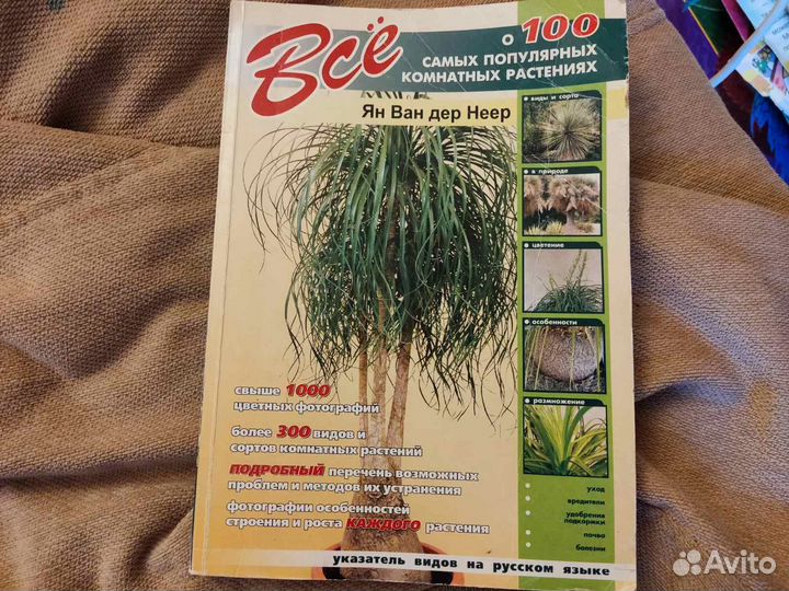 Все о 100 самых популярны комнатных растениях
