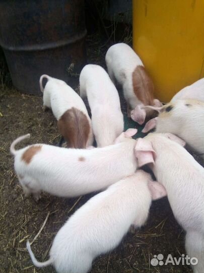 Поросята Домашние