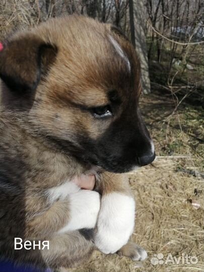 Щенок в добрые руки дворянин