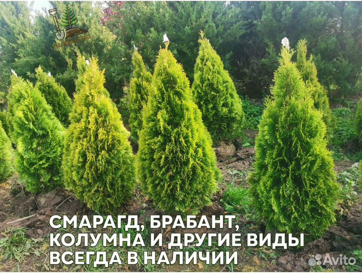 Туя с наших полей