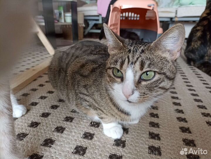 Кошка Маруся