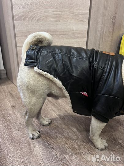 Одежда для собак