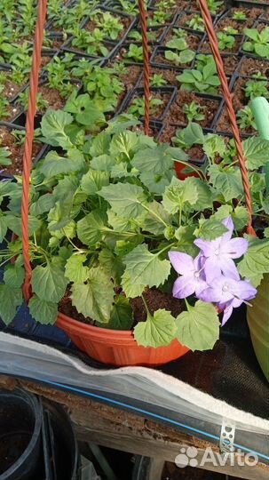 Кампанулы. Жених и невеста