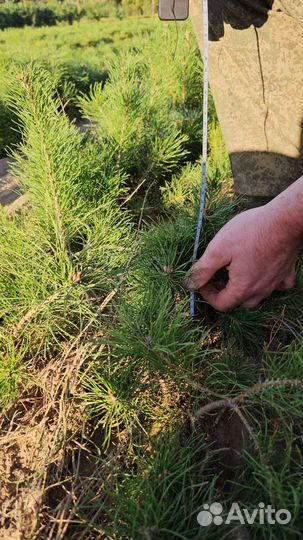 Ель Европейская окс Picea abies