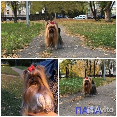 Йоркширский (резерв) мини беби фейс Жоффрей РКФ