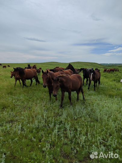 Стадо крс герефорд, Табун лошадей