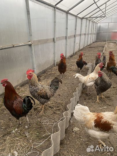 Молодые петухи