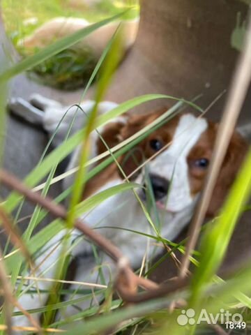 Продается собака породы Бритонский Эпаньол объявление продам