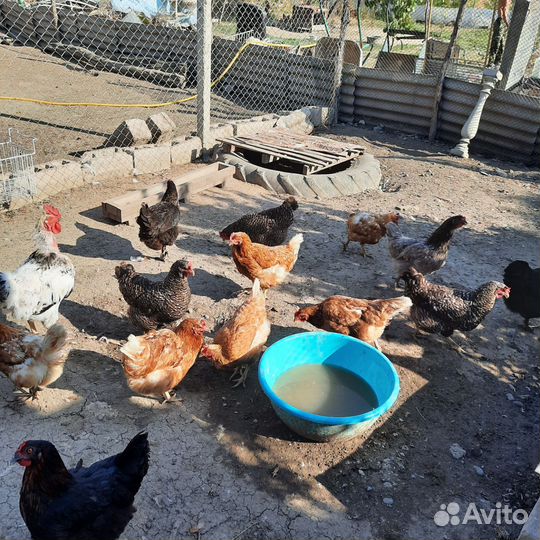 Куры несушки