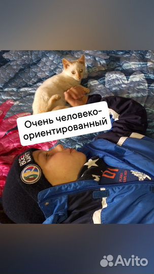 Котенок
