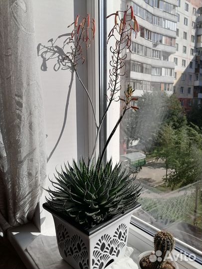 Алоэ остистое