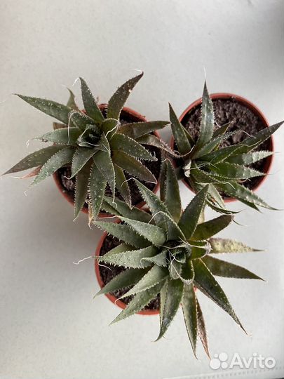 Суккуленты хавортия