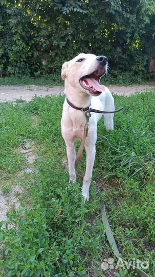 Щенок мальчик