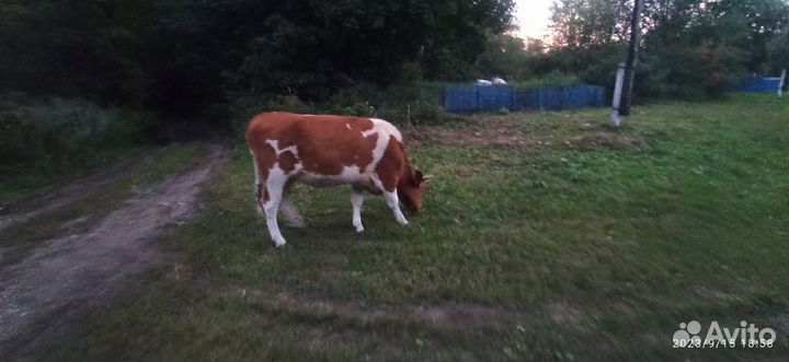 Бык и тёлка