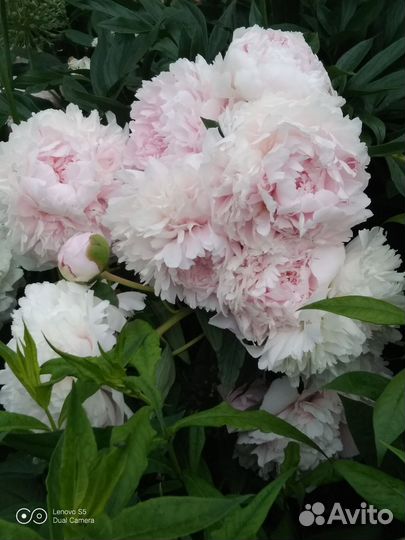 Пион Сара Бернар