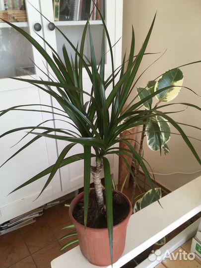 Фикус, юкка, драцена, кордилина, эпипремнум