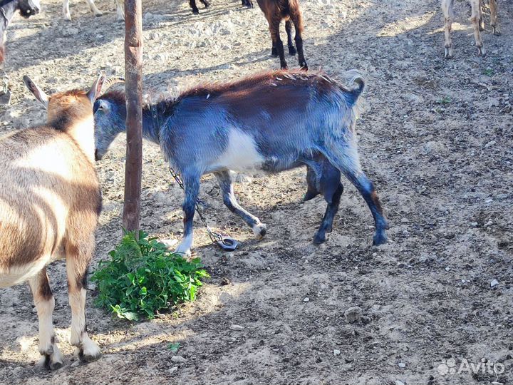 Нубийские козы