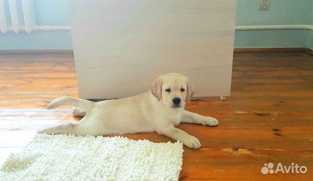 Гостиница для лабрадоров, передержка лабрадоров