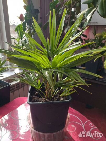 Пальма трахикарпус форчуна