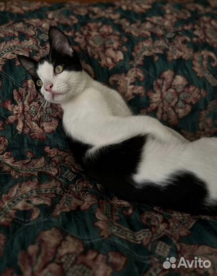 Котик ищет дом