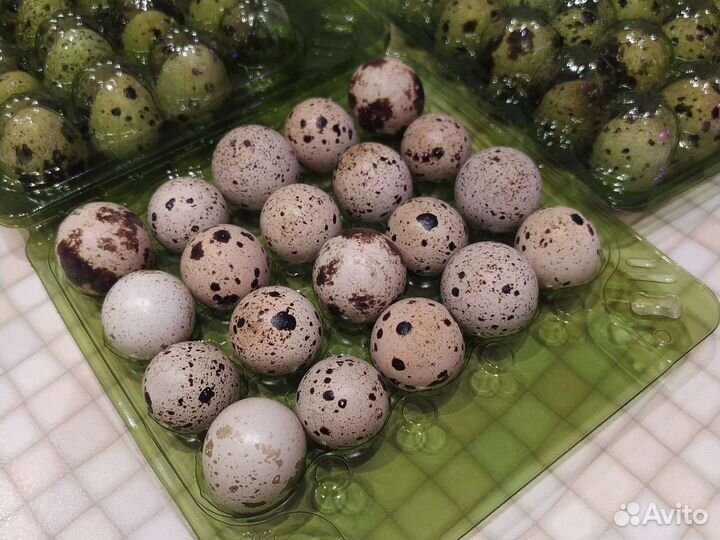 Домашние куриные и перепелиные яйца