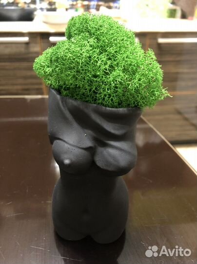 Стабилизированный мох в кашпо