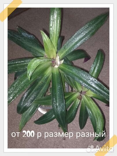 Цветы комнатные