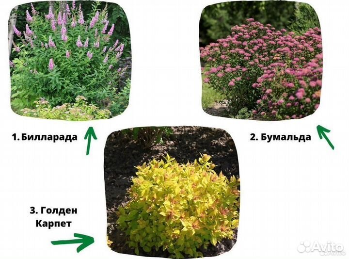 Саженцы спиреи