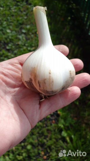 Чеснок