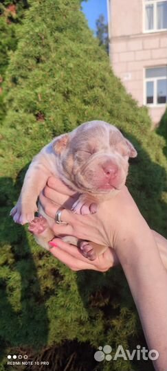 Щенки американских булли