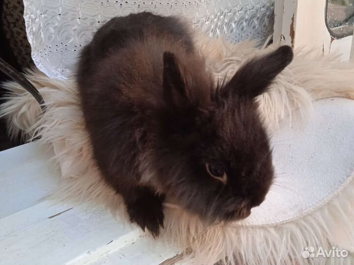 Декоративный крольчонок карлик шесть месяцев