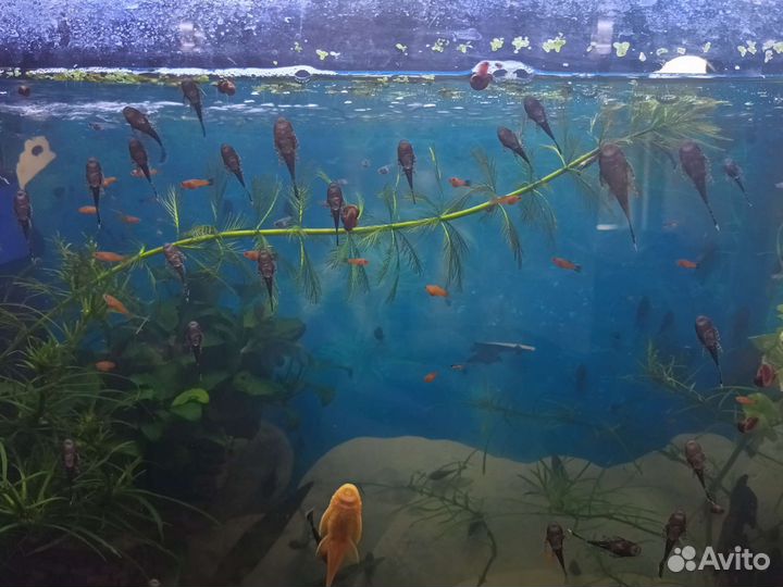Аквариумные растения