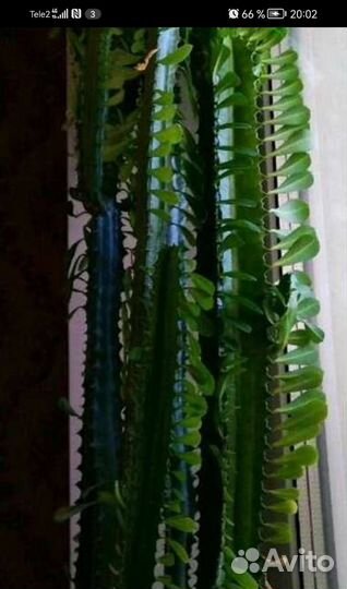 Эуфорбия Тригона Грин или молочай трёхгранный