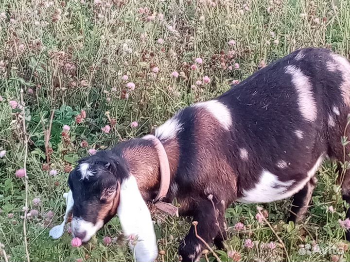 Козы, козёл, козочка