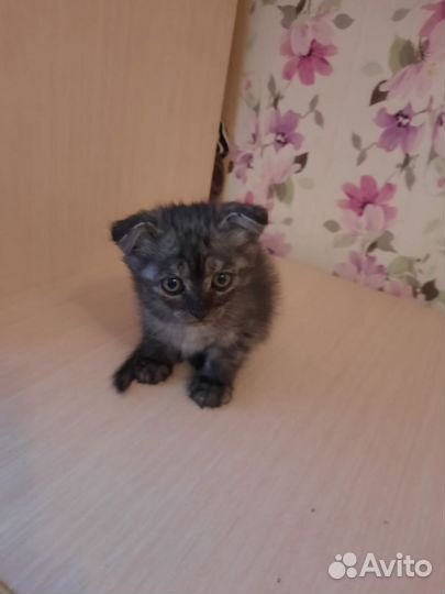 Продаю шотландских котят вислоухих