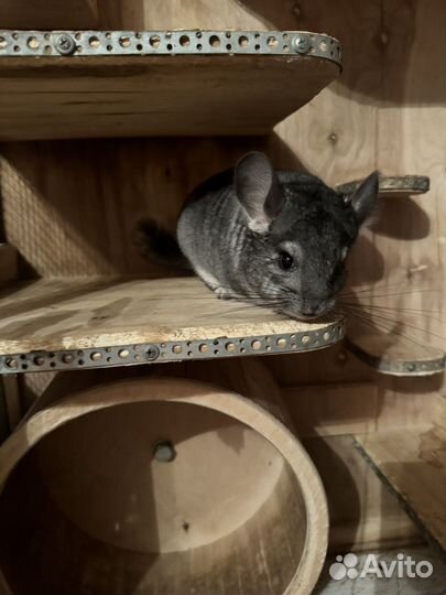 Шиншилла вместе с клеткой-витриной