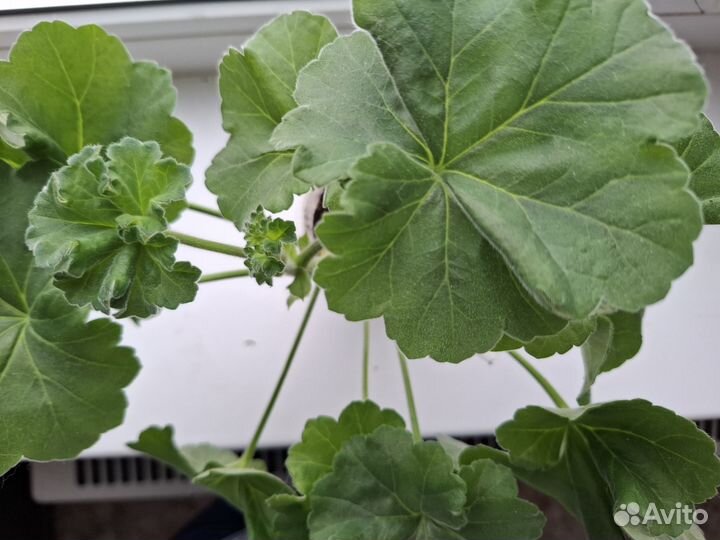 Пеларгонии сортовые