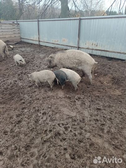 Поросята пуховой мангалицы