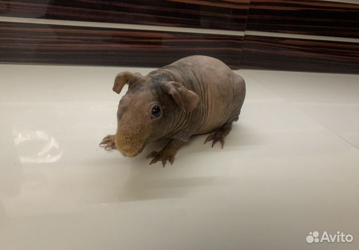 Морские свинки скинни - нарядная милашка