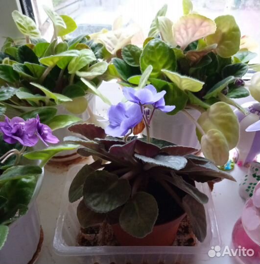 Фиалки в горшке